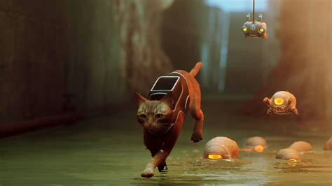 stray cat game